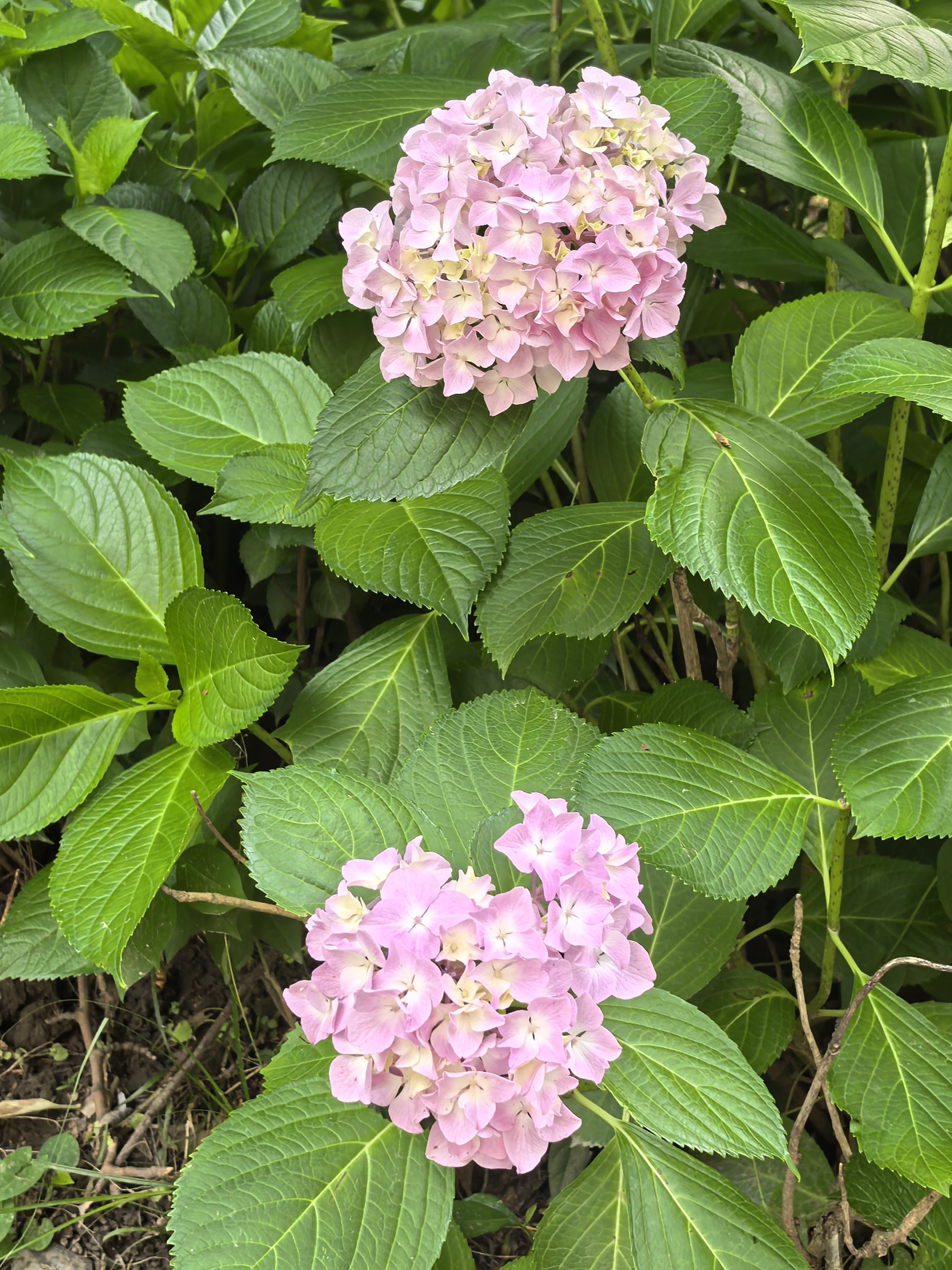 6a18e5479ebc9.jpg