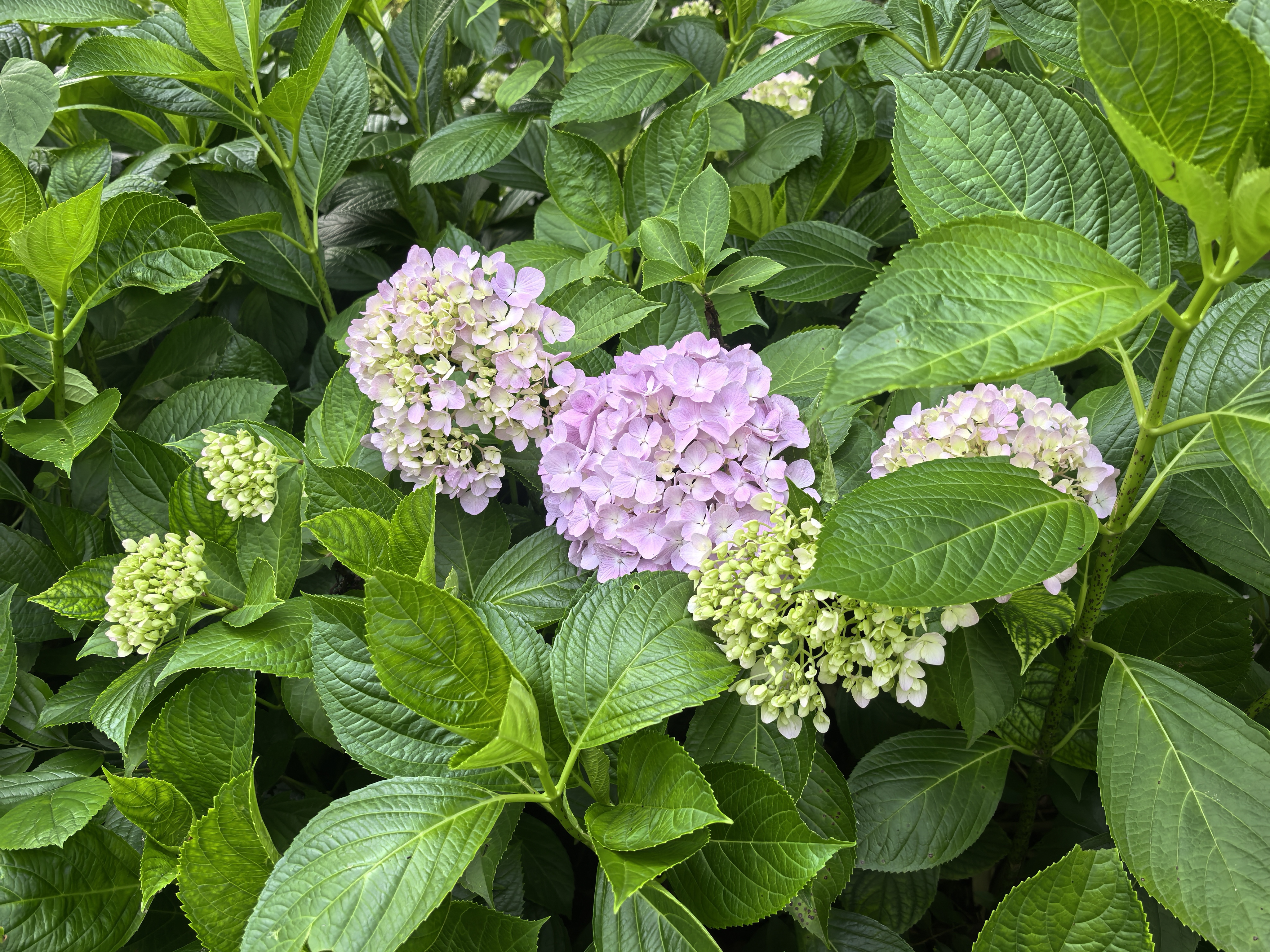 6a18e57515d5d.jpg